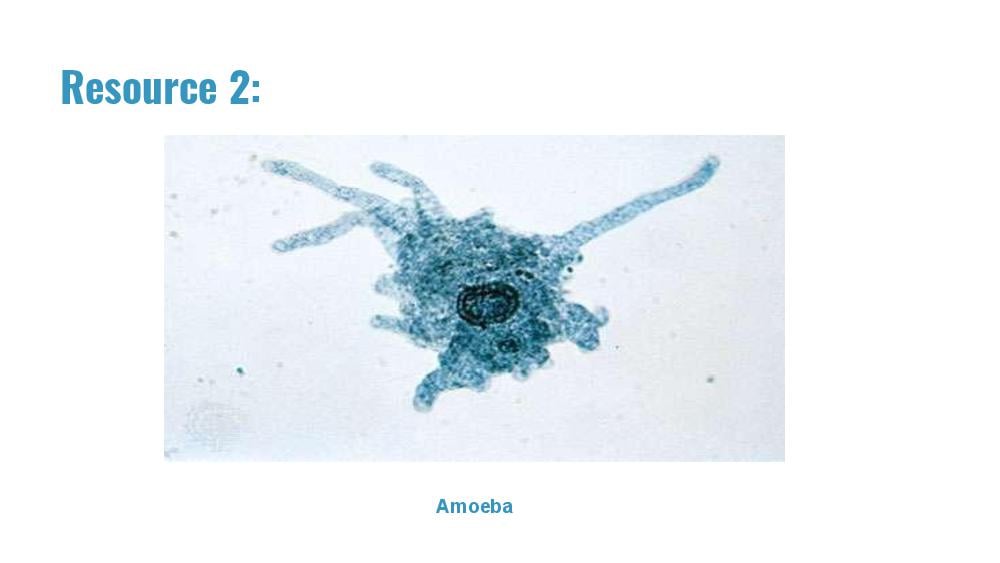 Teaching Material for Class 9 Biology – NCERT CBSE Handbook for Teachers