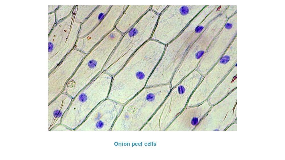 Teaching Material for Class 9 Biology – NCERT CBSE Handbook for Teachers