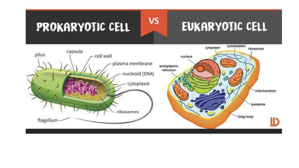 Teaching Material for Class 9 Biology – NCERT CBSE Handbook for Teachers