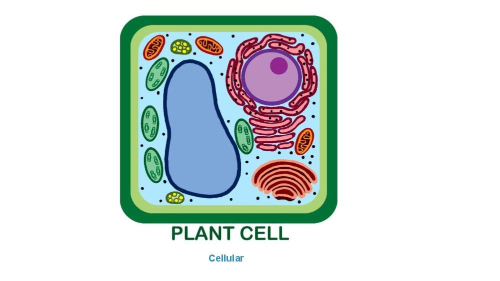 Teaching Material for Class 9 Biology – NCERT CBSE Handbook for Teachers