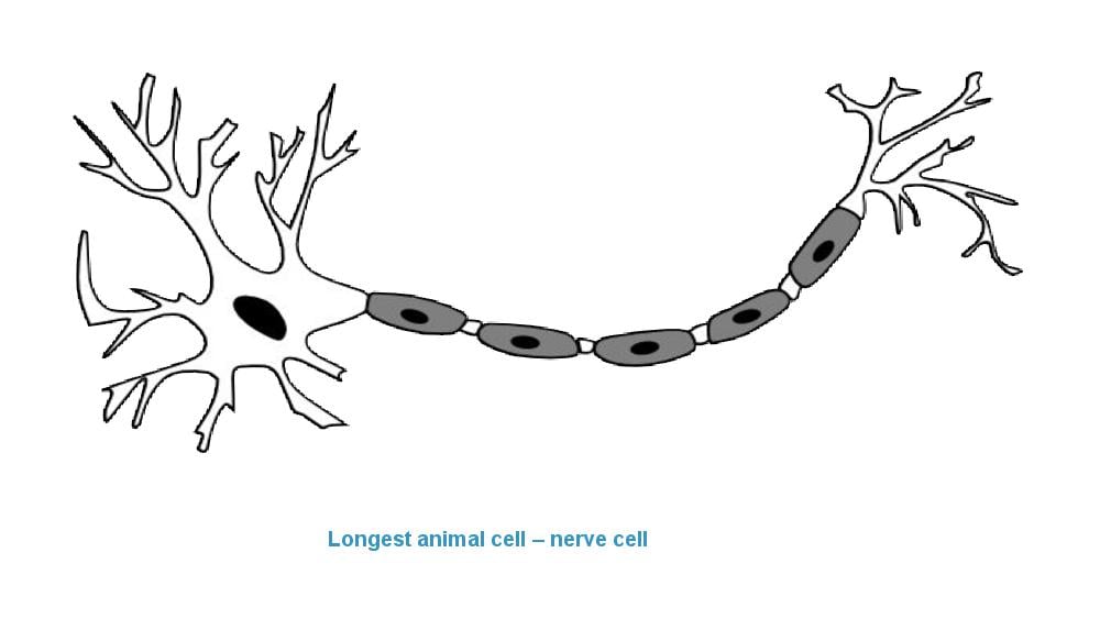 Teaching Material for Class 9 Biology – NCERT CBSE Handbook for Teachers