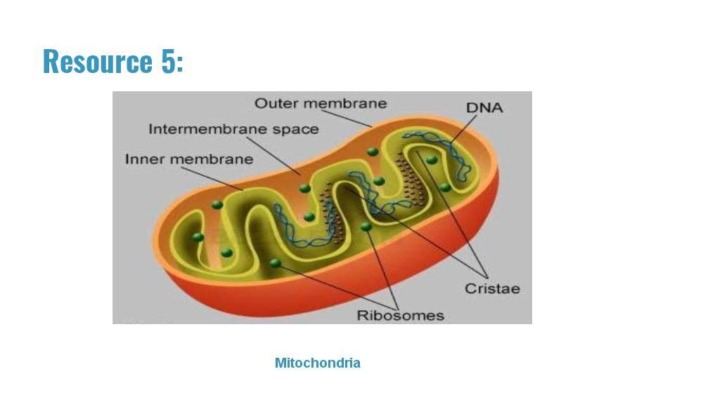 Teaching Material for Class 9 Biology – NCERT CBSE Handbook for Teachers
