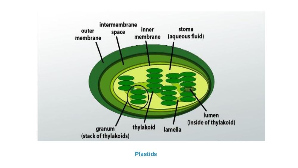 Teaching Material for Class 9 Biology – NCERT CBSE Handbook for Teachers