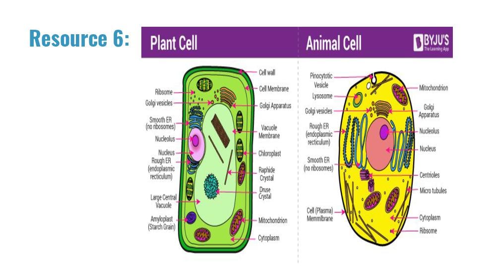 Teaching Material for Class 9 Biology – NCERT CBSE Handbook for Teachers