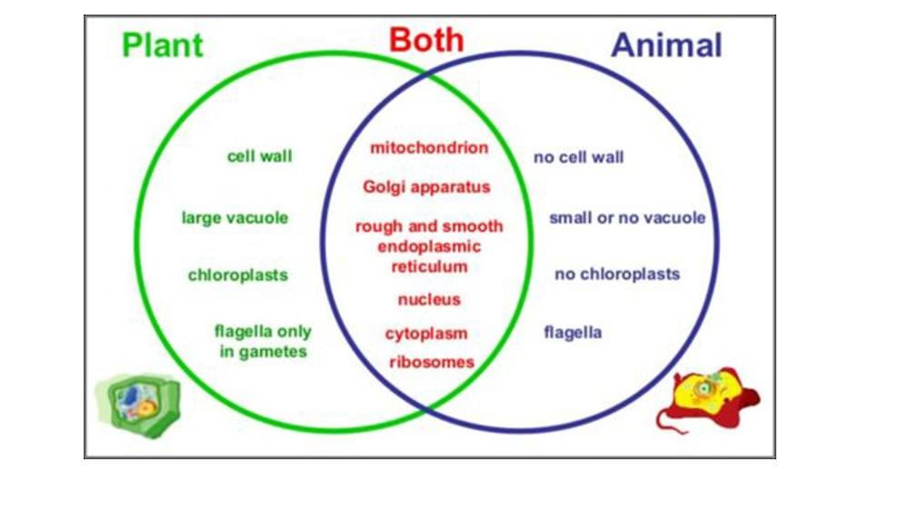 Teaching Material for Class 9 Biology – NCERT CBSE Handbook for Teachers