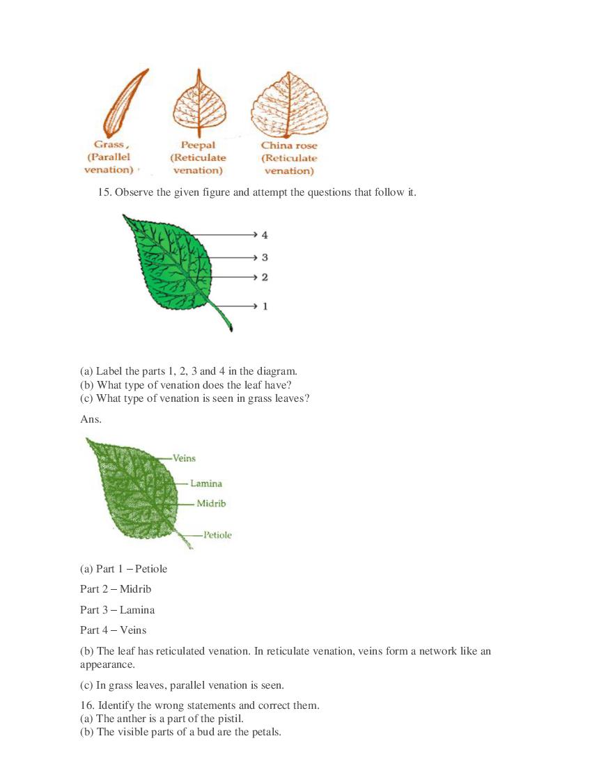 Class 6 Science Competency Based Questions 2025 - Download PDF - AglaSem