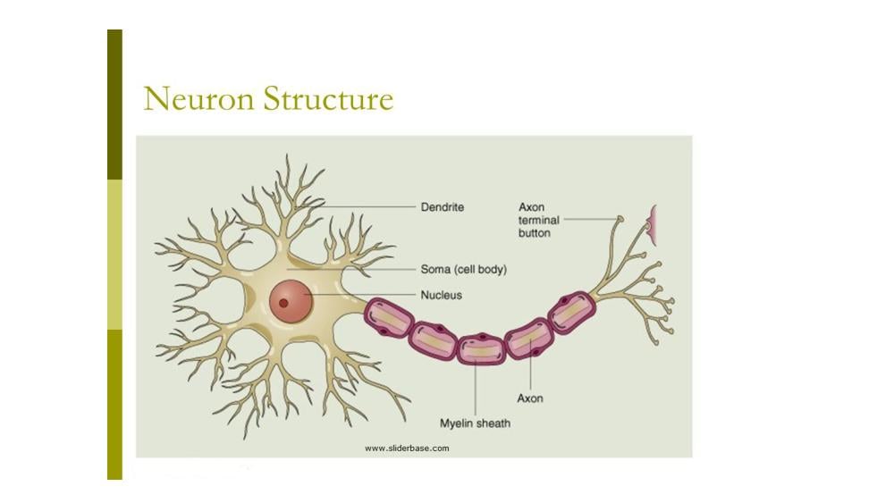 Teaching Material for Class 10 Biology – NCERT CBSE Handbook for Teachers