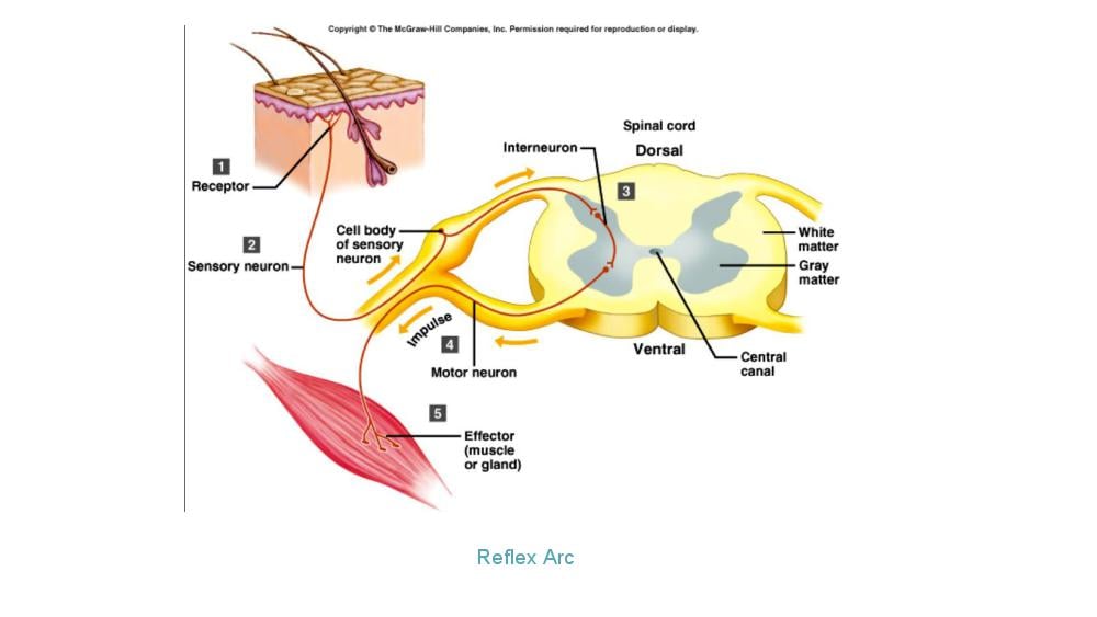 Teaching Material for Class 10 Biology – NCERT CBSE Handbook for Teachers