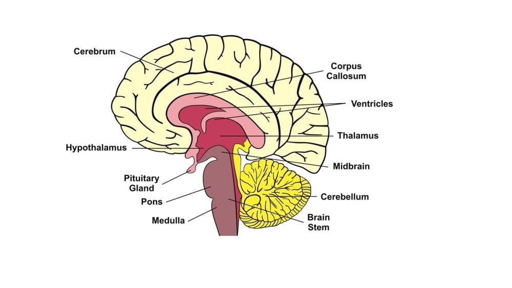 Teaching Material for Class 10 Biology – NCERT CBSE Handbook for Teachers