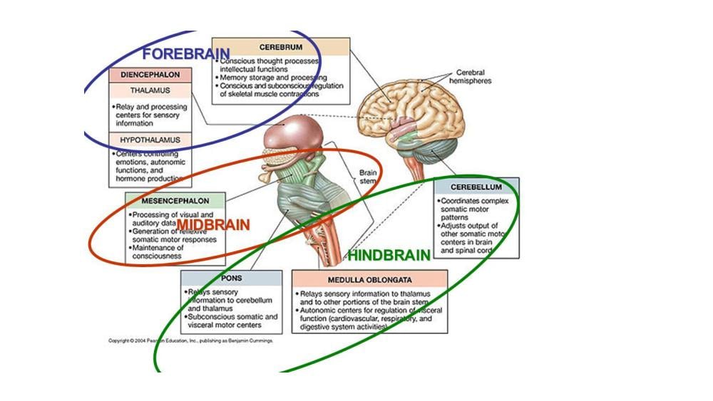 Teaching Material for Class 10 Biology – NCERT CBSE Handbook for Teachers