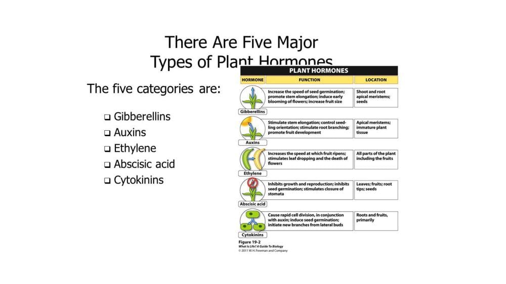 Teaching Material for Class 10 Biology – NCERT CBSE Handbook for Teachers