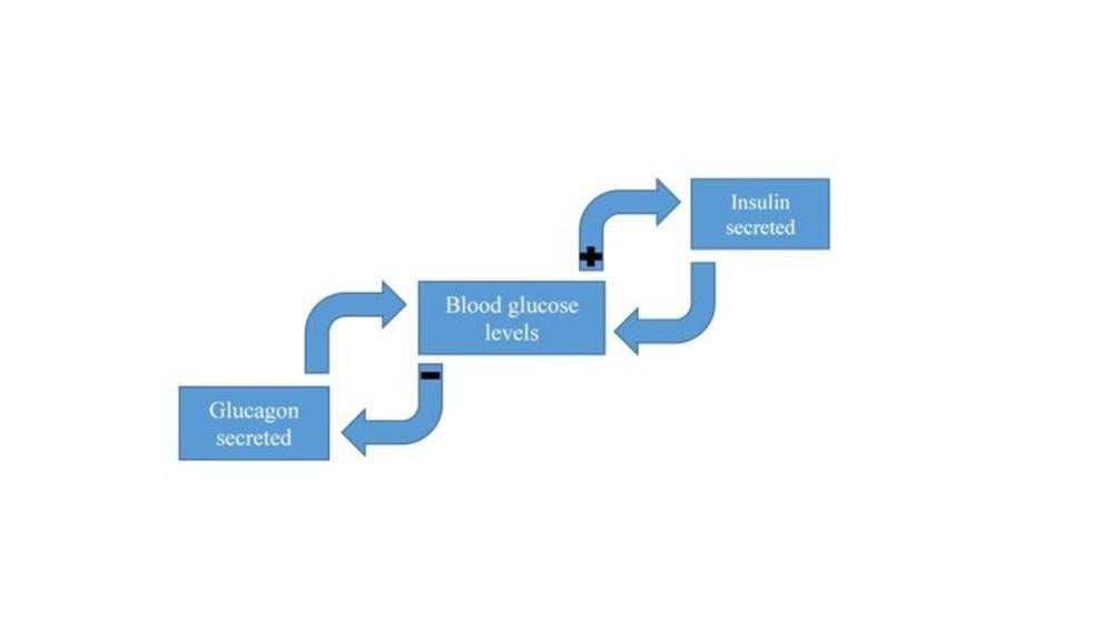 Teaching Material for Class 10 Biology – NCERT CBSE Handbook for Teachers