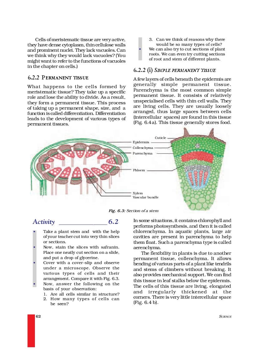 NCERT Book Class 9 Science Chapter 6 Tissues
