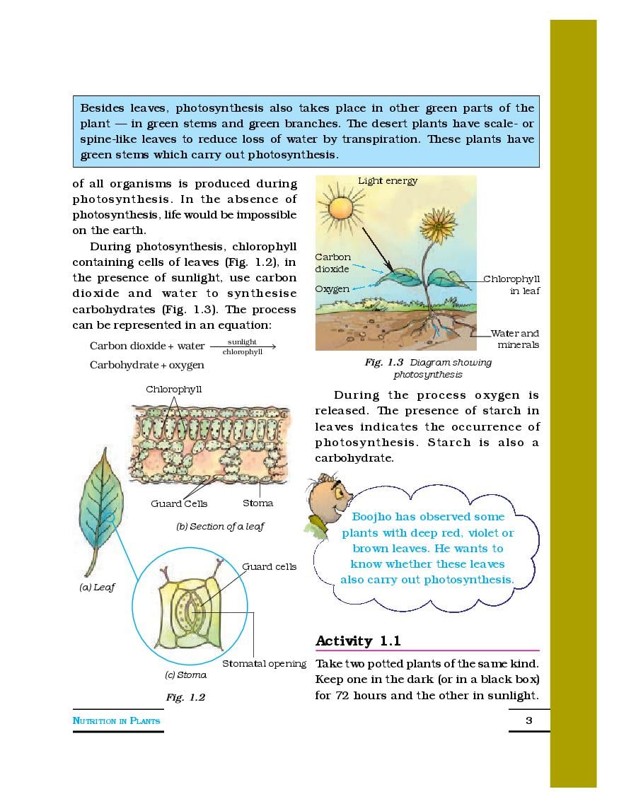 Science Class 7 Chapter 1 Nutrition In Plants Ncert Exercise Solutions ...