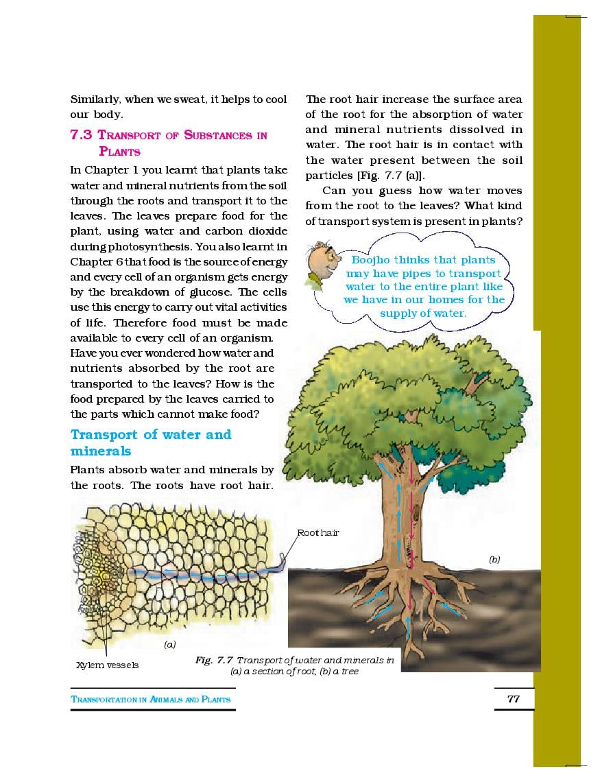 NCERT Book Class 7 Science Chapter 7 Weather, Climate and Adaptations of  Animals to Climate