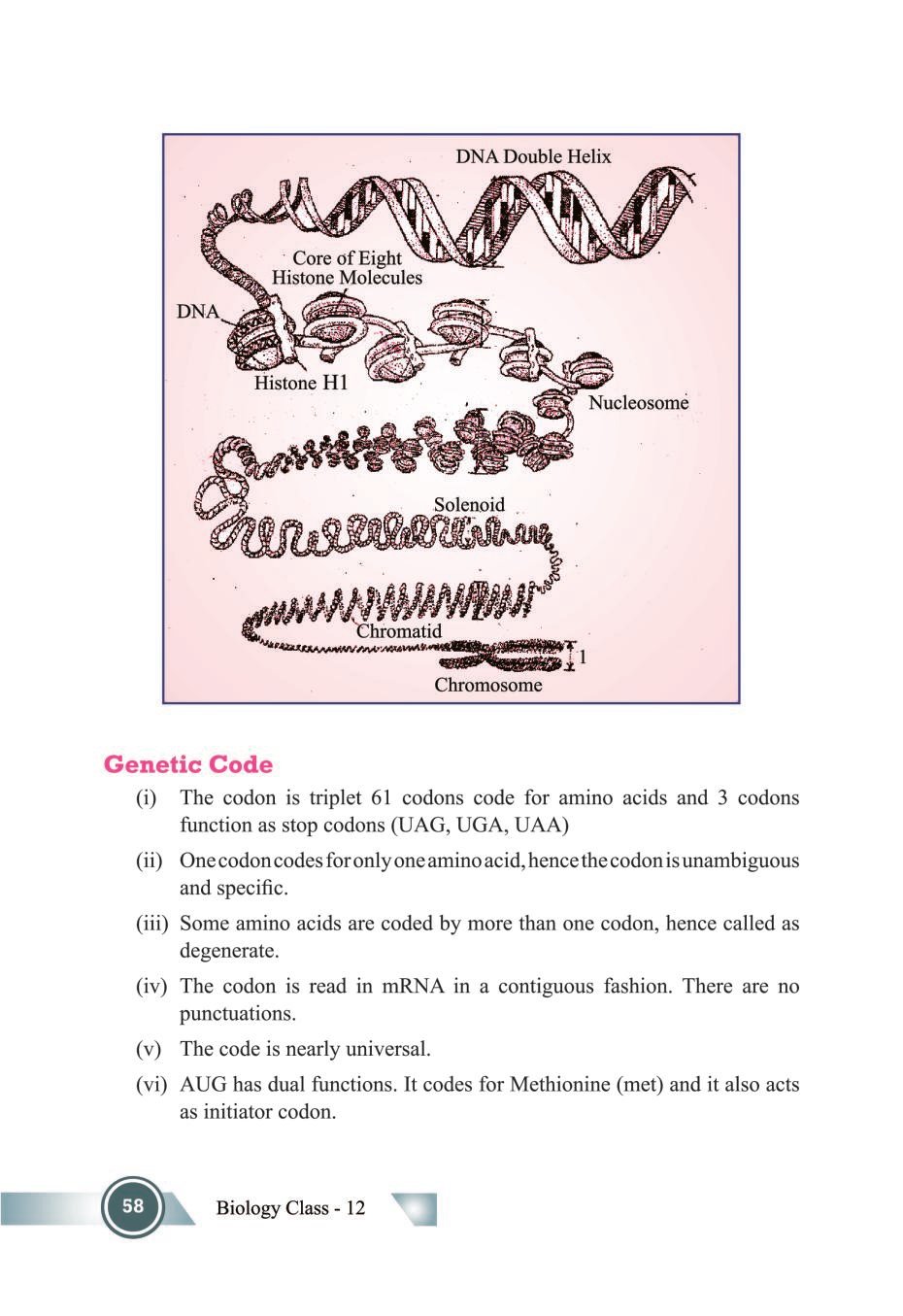 Molecular Basis Of Inheritance Class 12 Notes (PDF) – वंशागति के आणविक ...