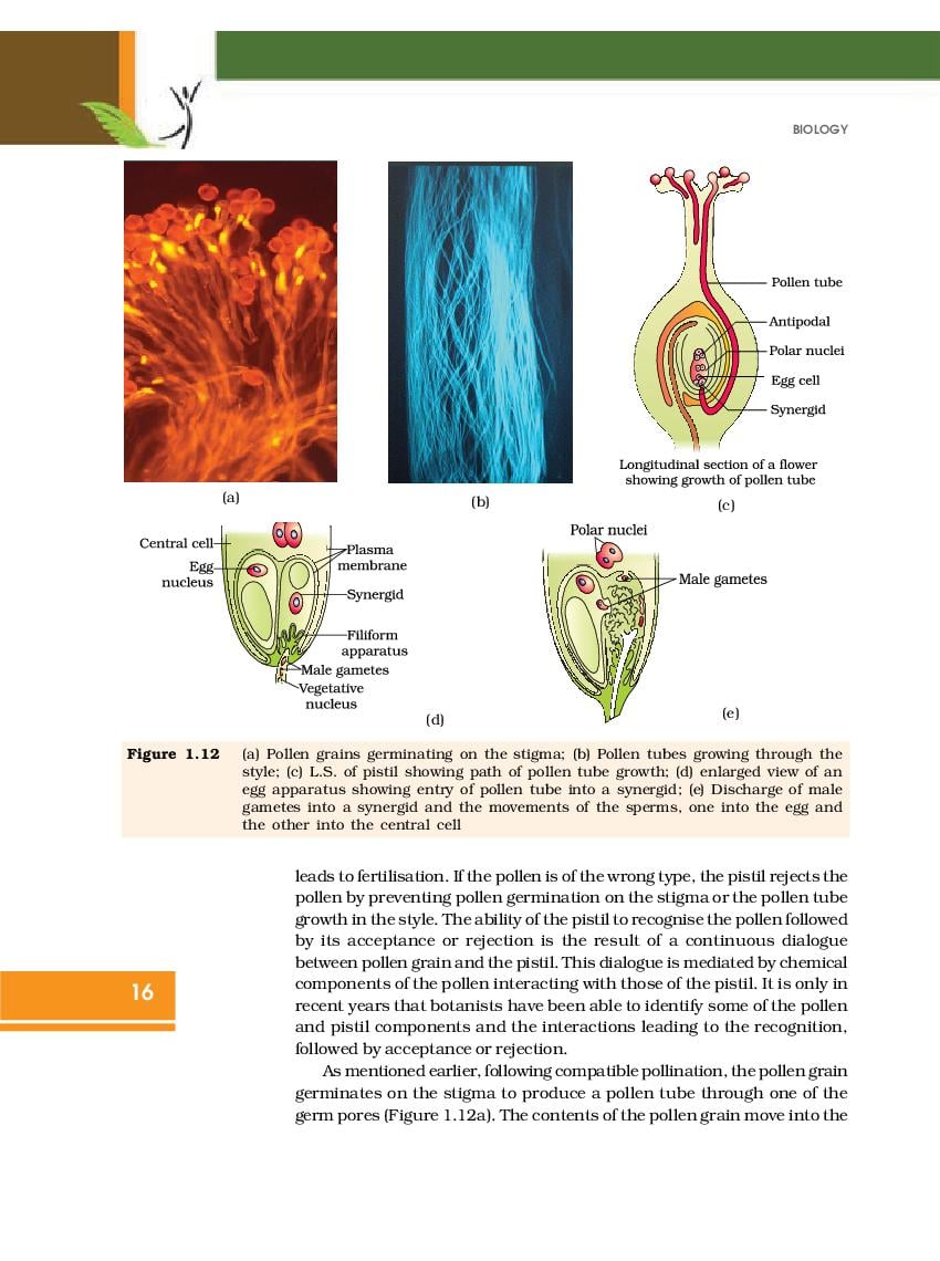 NCERT Book Class 12 Biology Chapter 1 Sexual Reproduction in Flowering