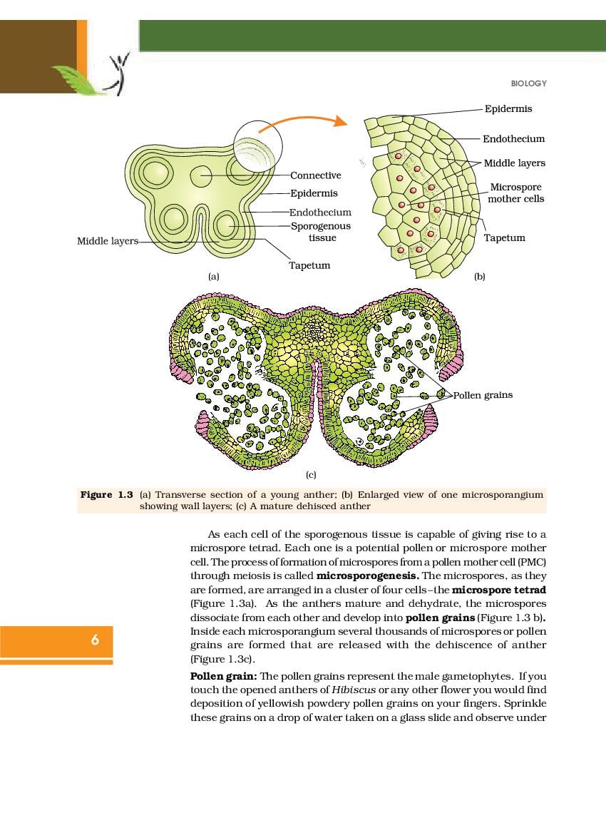 Rbse Book Class 12 Biology Chapter 1 Reproduction In Organisms Hindi