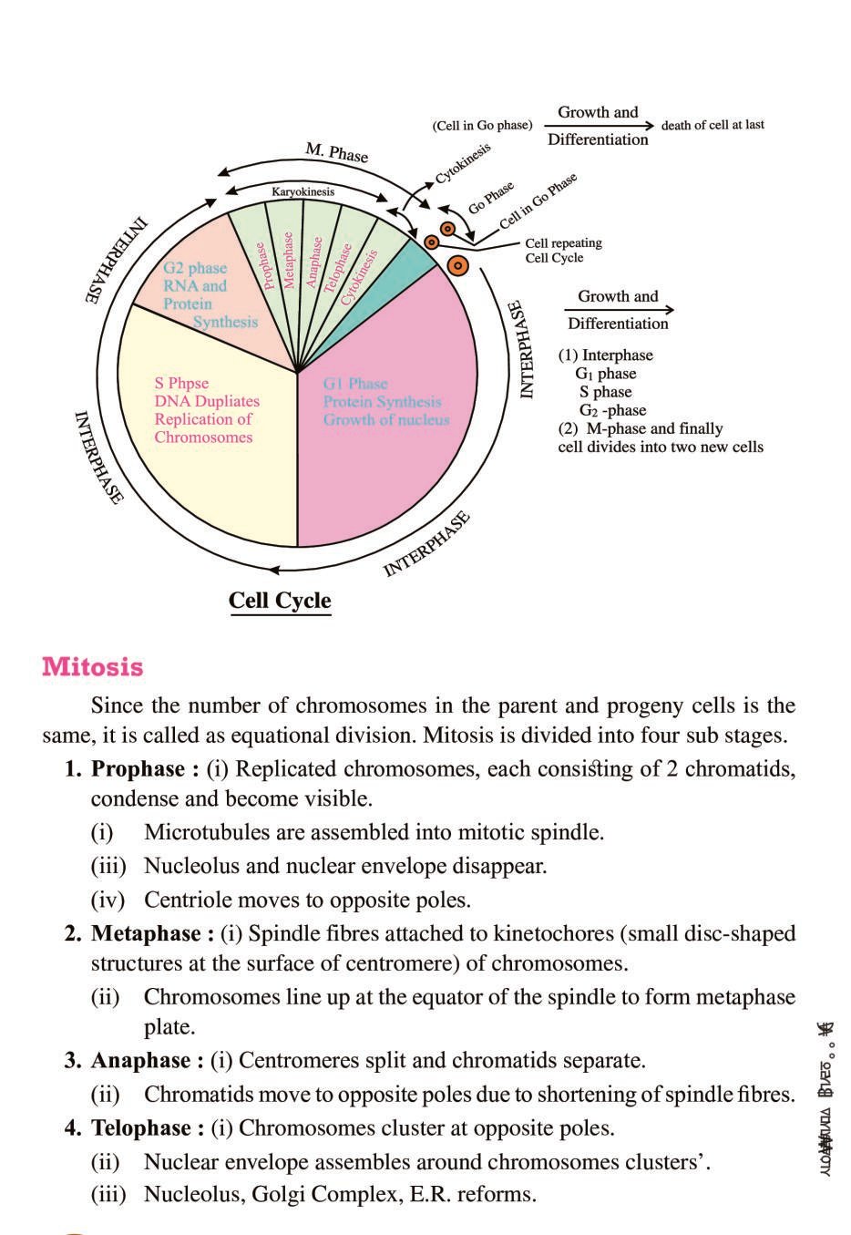 cbse-notes-class-11-biology-cell-cycle-and-cell-division