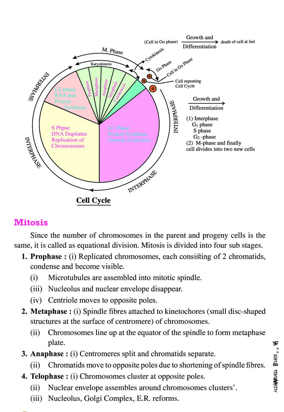 CBSE Notes Class 11 Biology Cell Cycle And Cell Division