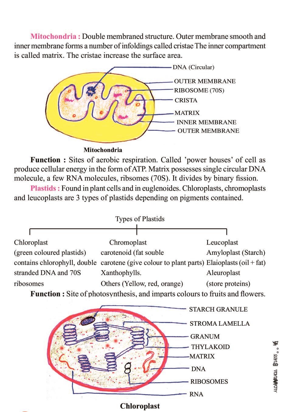 cbse-notes-class-11-biology-cell-the-unit-of-life