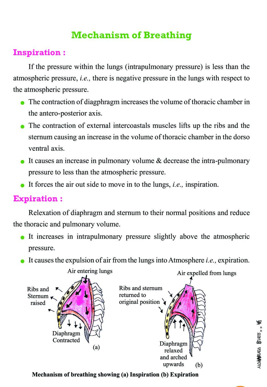 Class 11 Biology Notes For Breathing And Exchange Of Gases PDF Class 11 Biology Notes For Breathing And Exchange Of Gases PDF