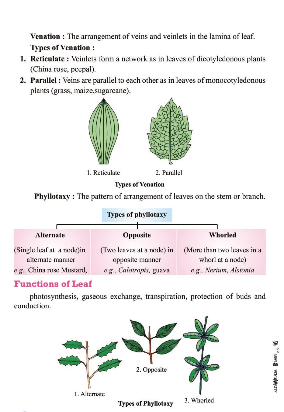 Morphology of Flowering Plants Class 11 Notes (PDF) - पुष्पी पादपों की ...
