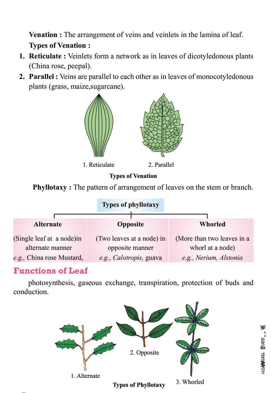 Morphology of Flowering Plants Notes for Class 11 Biology (PDF) - OneEdu24