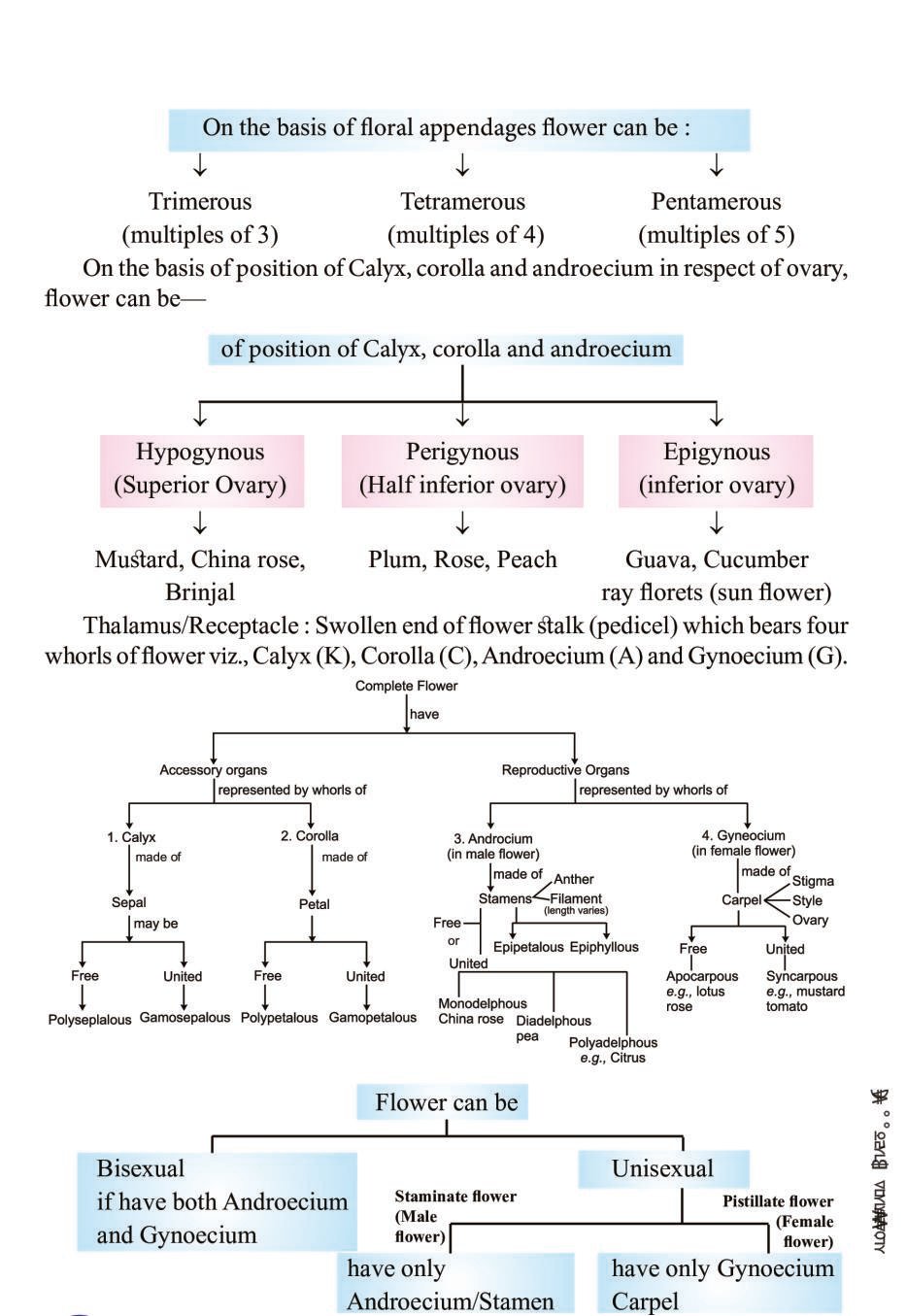 Cbse Notes Class 11 Biology Morphology Of Flowering Plants Aglasem Schools 