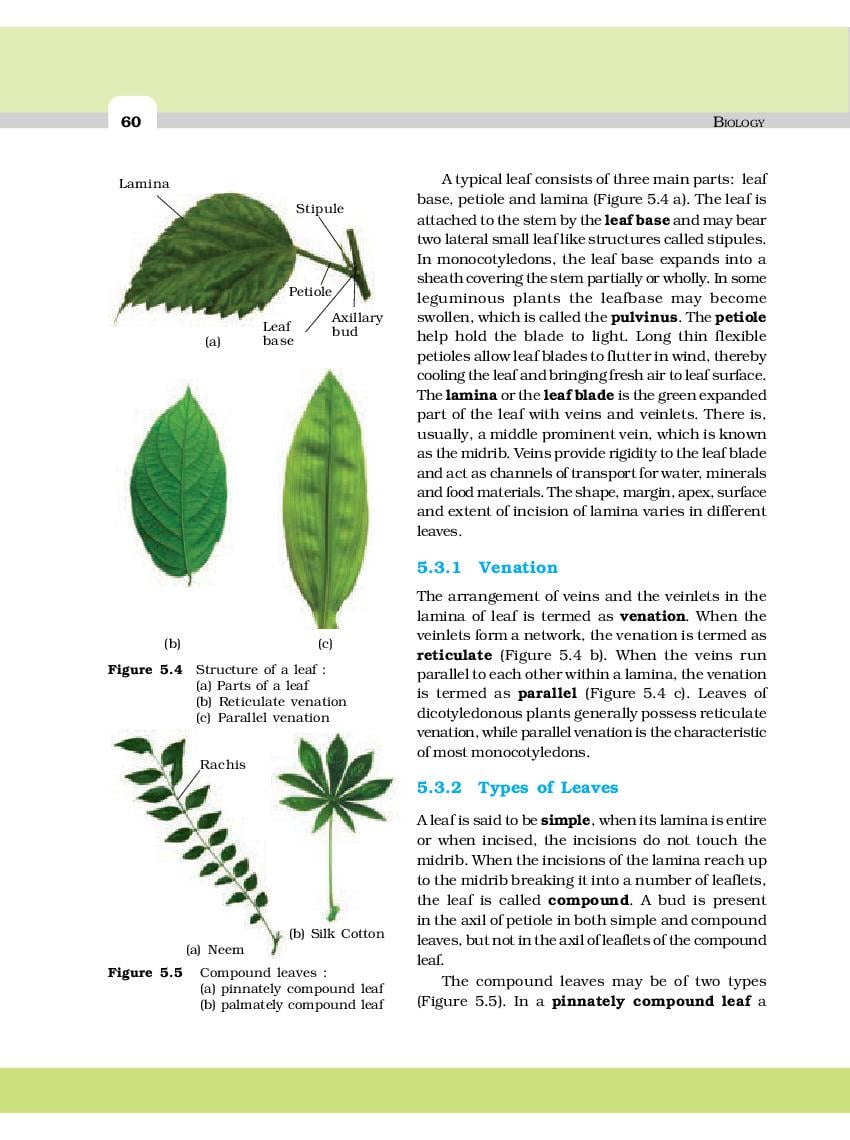 NCERT Book Class 11 Biology Chapter 5 Morphology of Flowering Plants ...