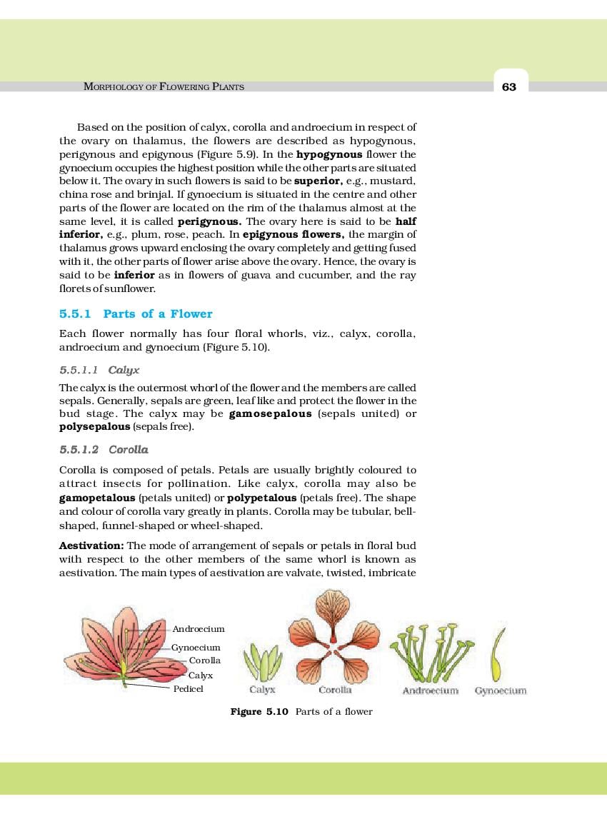 NCERT Book Class 11 Biology Chapter 5 Morphology of Flowering Plants ...
