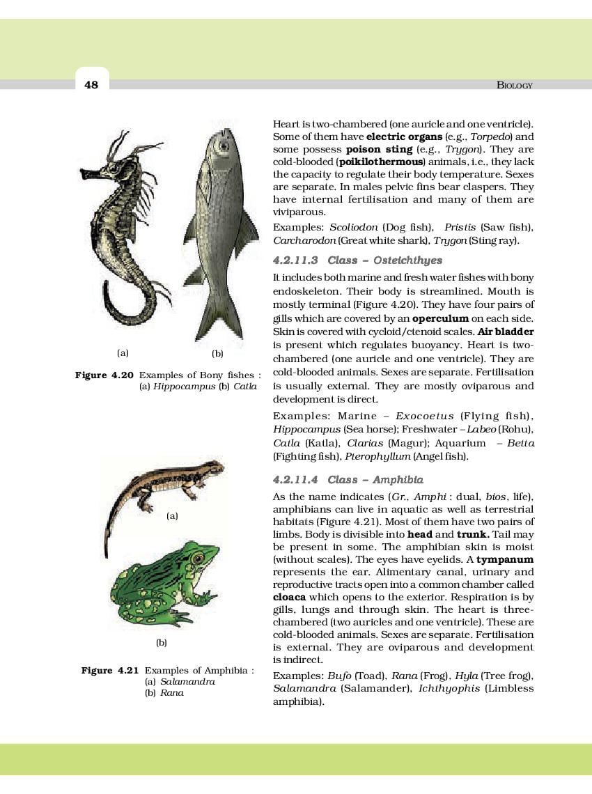 NCERT Book Class 11 Biology Chapter 4 Animal Kingdom | AglaSem Schools