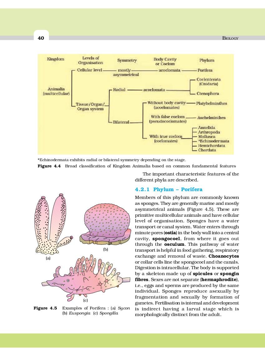 Ncert Solutions Class 11 Biology Chapter 4 Animal Kingdom Download