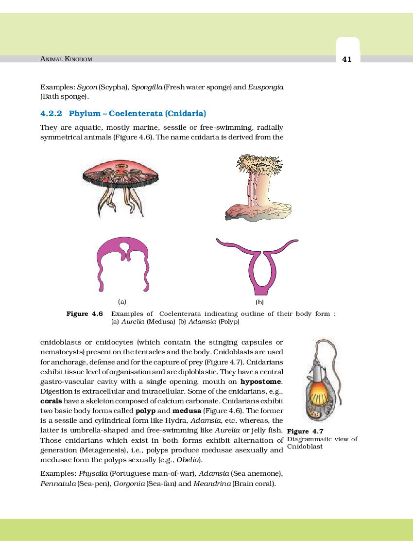 Ncert Solutions Class 11 Biology Chapter 4 Animal Kingdom Download 