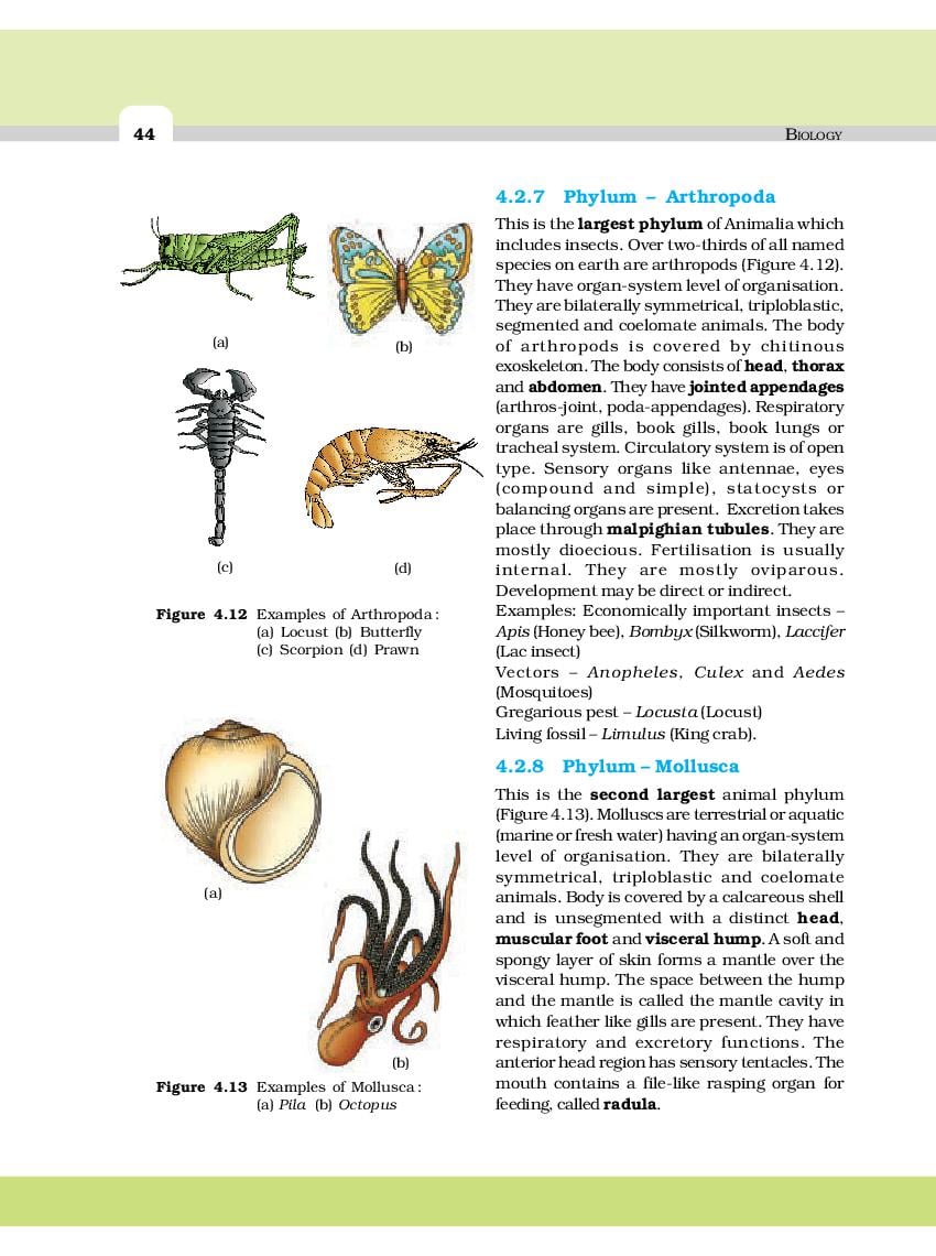 cbse-class-11-biology-chapter-4-animal-kingdom-cbse-study-group