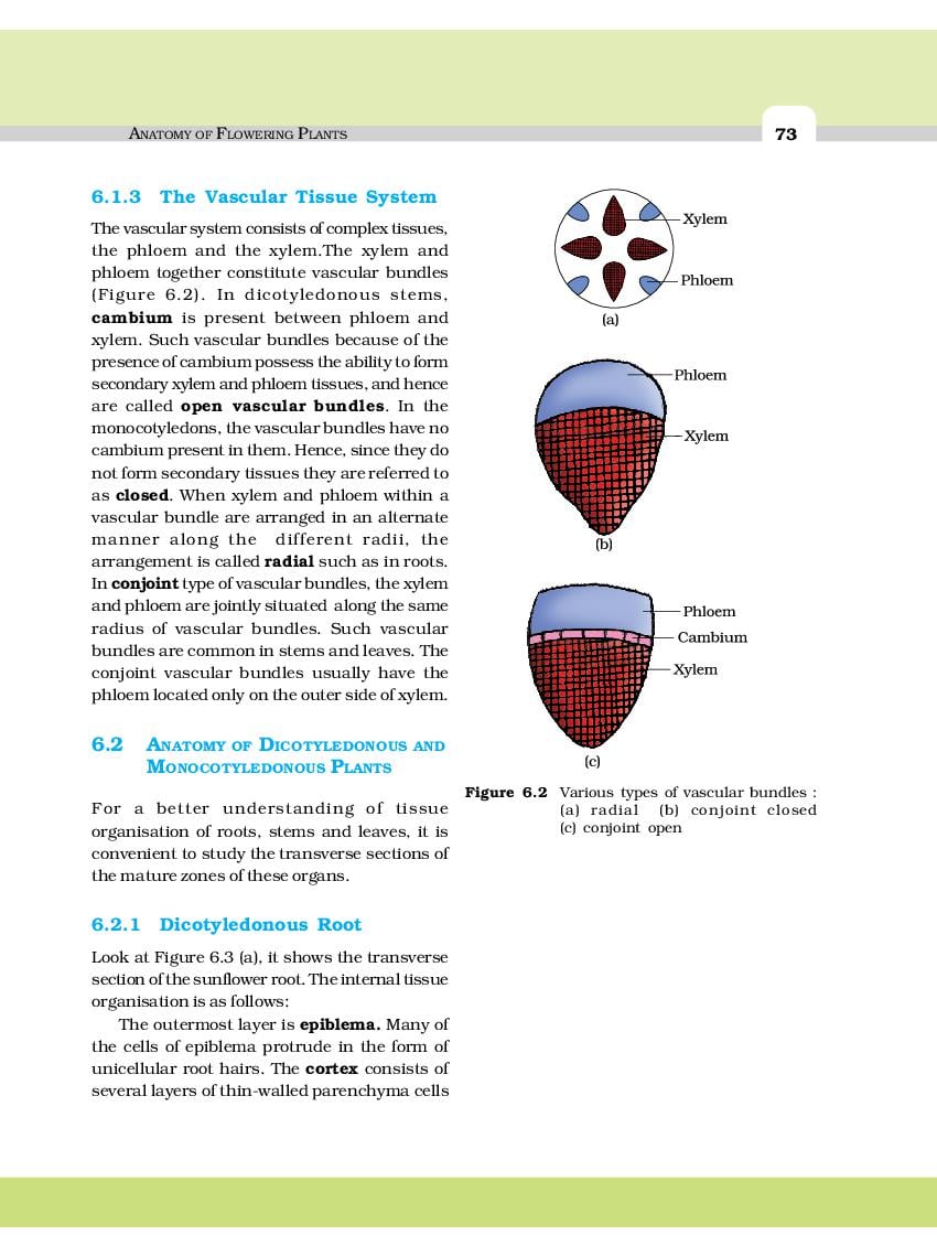 NCERT Book Class 11 Biology Chapter 6 Anatomy Of Flowering Plants (PDF ...