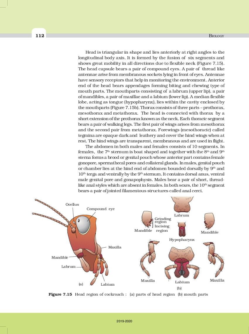NCERT Book Class 11 Biology Chapter 7 Structural Organisation in Animals
