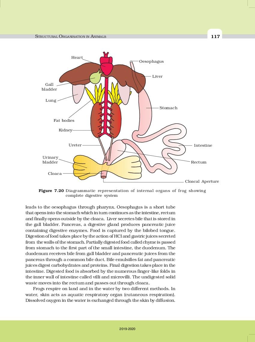 NCERT Book Class 11 Biology Chapter 7 Structural Organisation in Animals