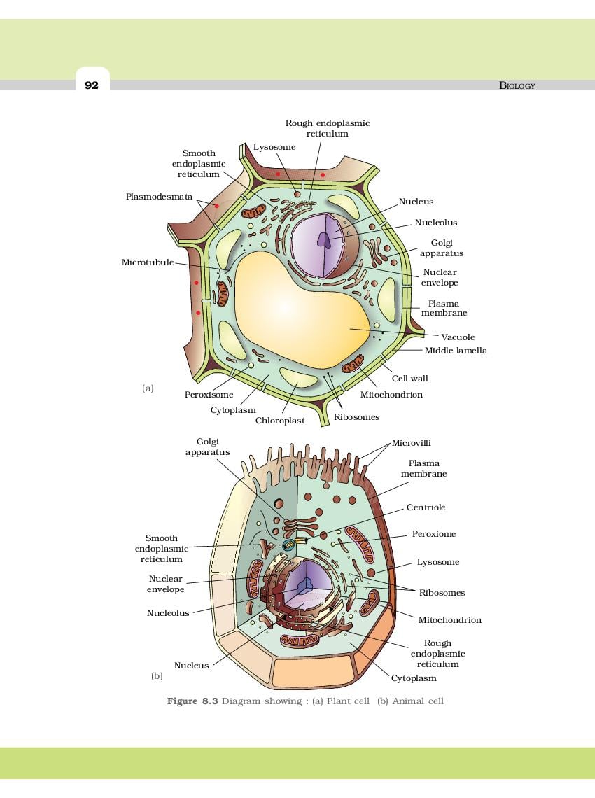 NCERT Book Class 11 Biology Chapter 8 Cell: The Unit of Life