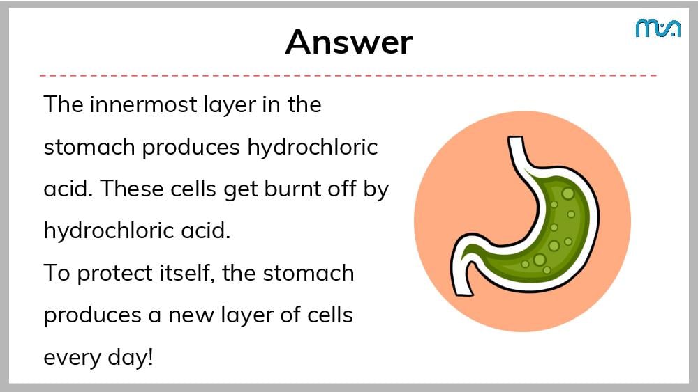Teaching Material for Class 7 Science – NCERT CBSE Handbook for Teachers