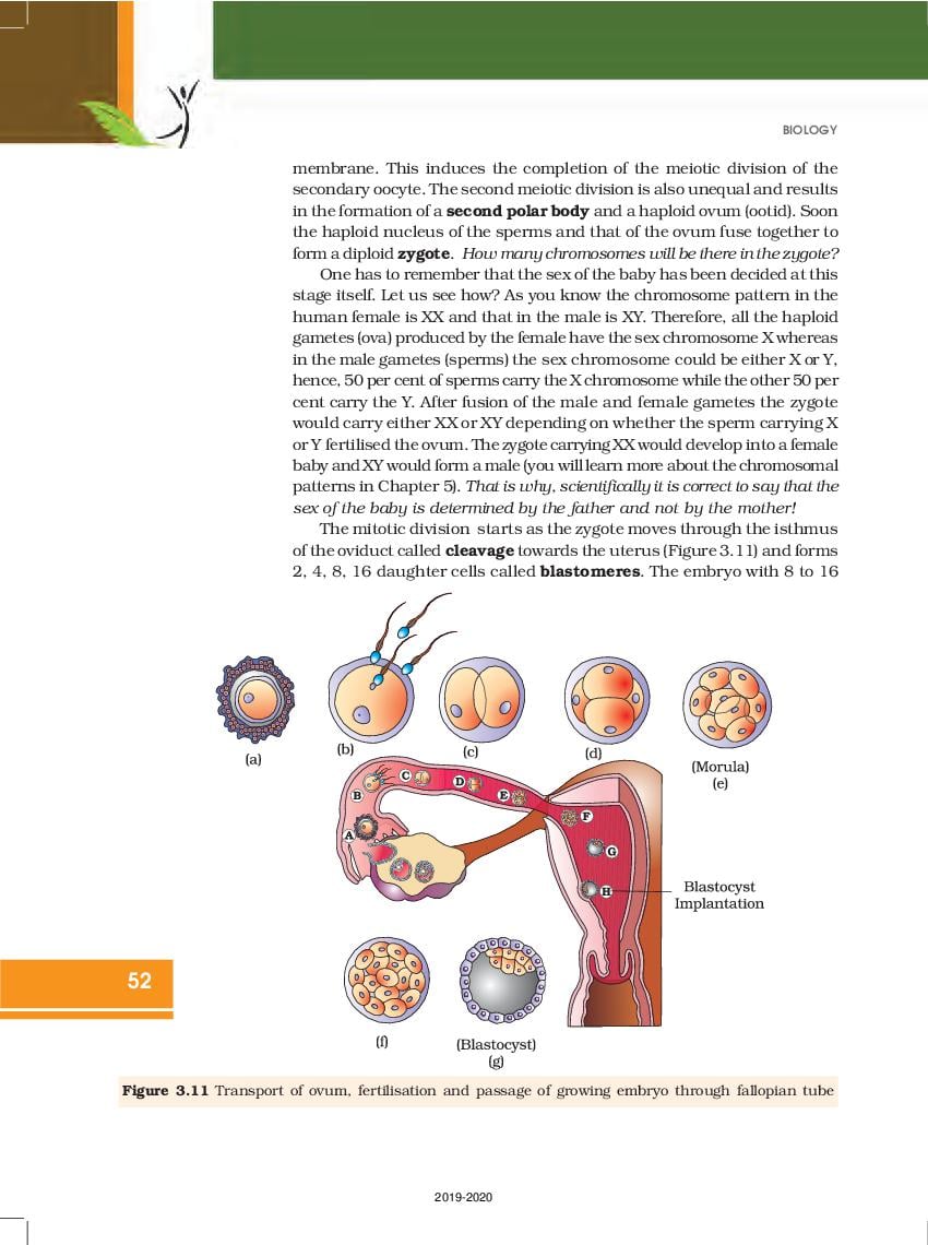 rbse-book-class-12-biology-chapter-3-human-reproduction-hindi