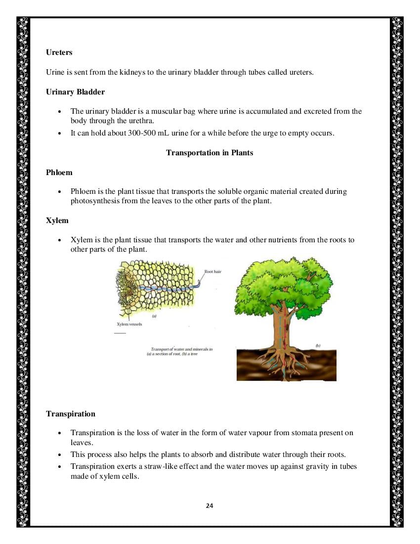 Class 7 Science Notes for Chapter 11 Transportation in Animals and Plants