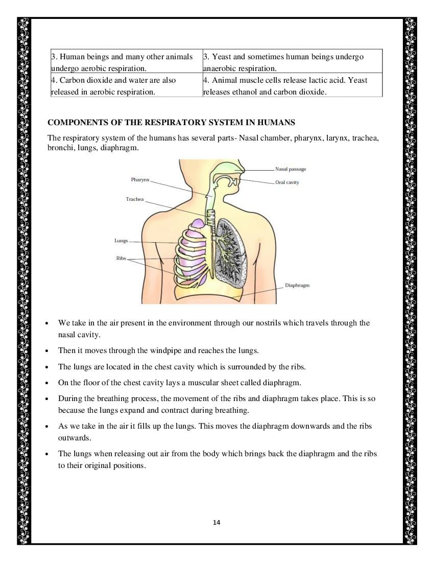 Class 7 Science Notes for Chapter 10 Respiration in Organisms
