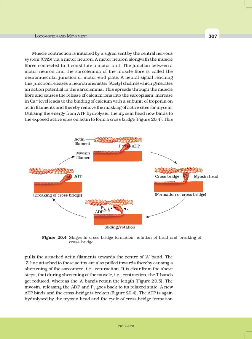 NCERT Book Class 11 Biology Chapter 20 Locomotion And Movement