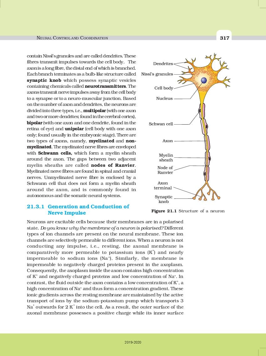 NCERT Book Class 11 Biology Chapter 21 Neural Control And Coordination