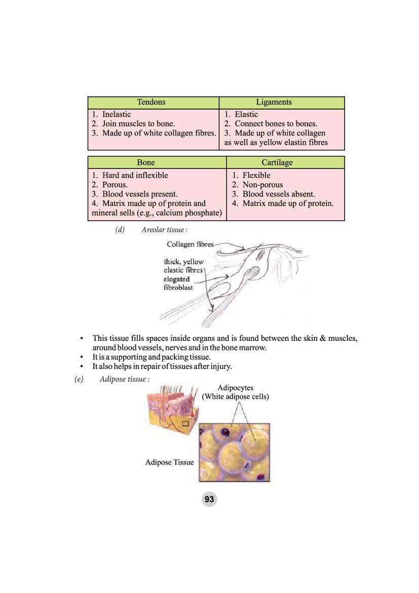 tissue assignment pdf class 9