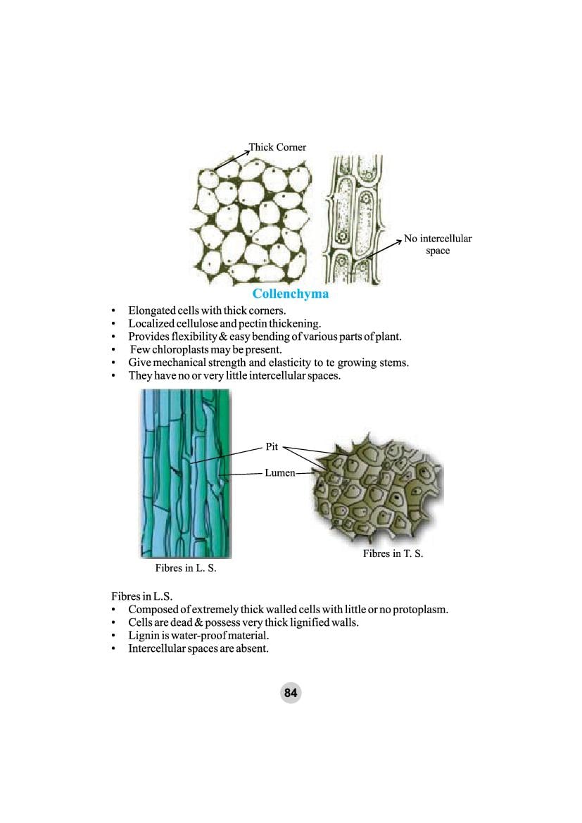 tissue assignment pdf class 9