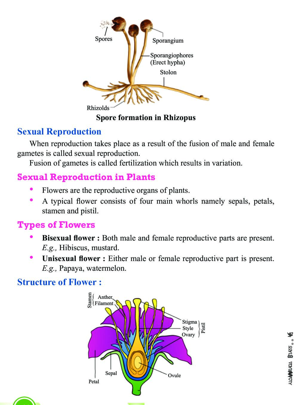 Class 10 Science Notes for How do Organisms Reproduce