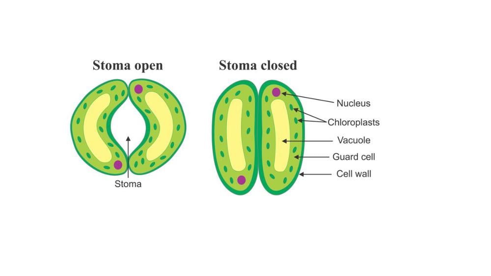 Teaching Material for Class 7 Biology – NCERT CBSE Handbook for Teachers