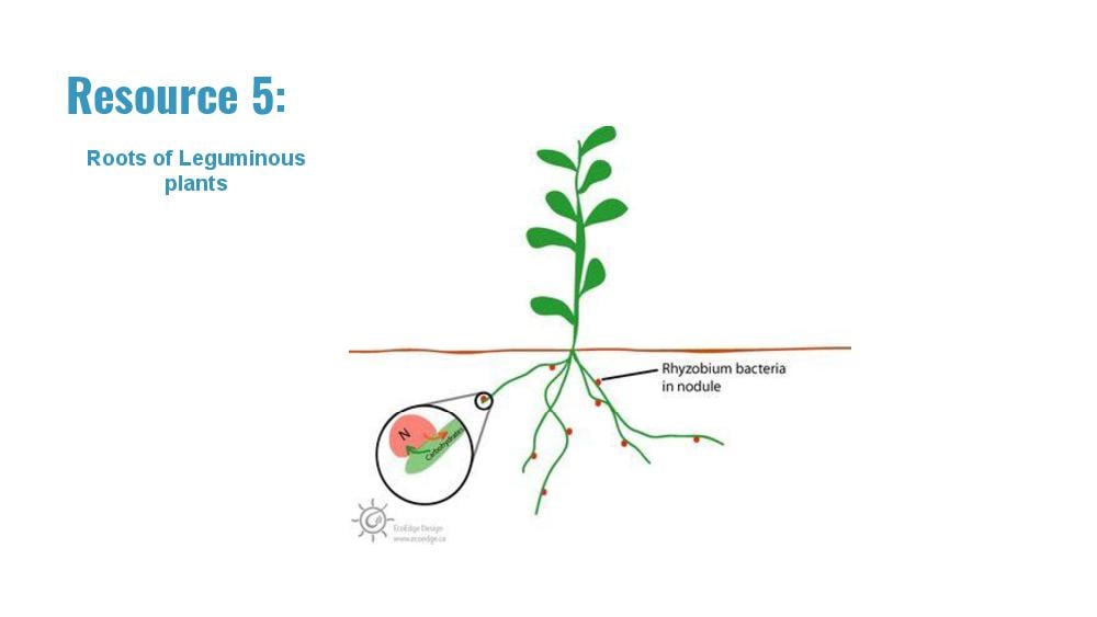 Teaching Material for Class 7 Biology – NCERT CBSE Handbook for Teachers